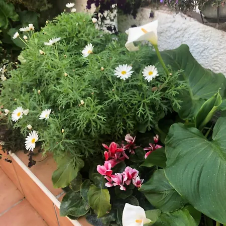 Apartment Albiretes